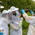 Bee Inspired: A Journey in São Miguel and a Visit to an Apiary - Who Will Love This Tour?