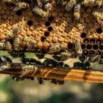 Beekeeping Day Trip| Private Guided Tour from Bucharest - The Experience in Detail: A Deep Dive