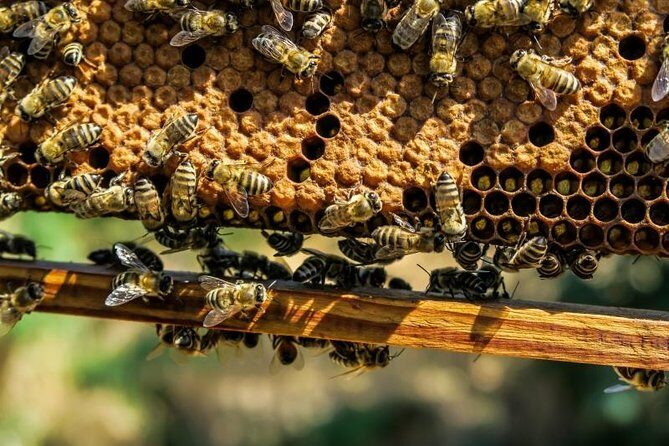 Beekeeping Day Trip| Private Guided Tour from Bucharest - The Experience in Detail: A Deep Dive
