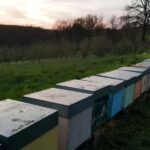 Beekeeping Tour and Honey Tasting Experience in Monferrato - A Detailed Look at the Experience