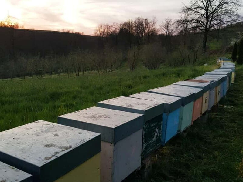 Beekeeping Tour and Honey Tasting Experience in Monferrato - A Detailed Look at the Experience