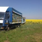 Bees Adventure in Romania - Private Day Trip from Bucharest - The Sum Up: Who Should Consider This Tour?