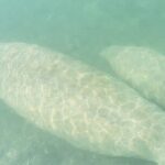 Beginner Friendly Island Snorkeling - Final Thoughts