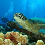 Beginner Scuba Dive in Lahaina: Swimming Required - Who Will Love This Experience?