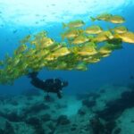 Beginner Scuba Diving in Cabo San Lucas - Considerations and Tips