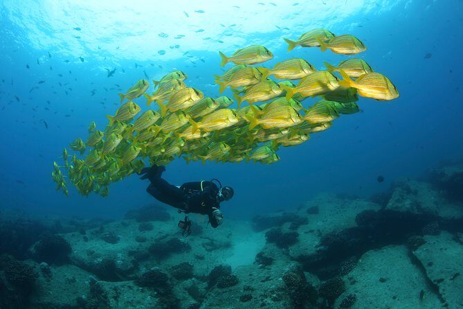 Beginner Scuba Diving in Cabo San Lucas - Considerations and Tips