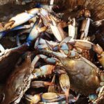 Behind the Scenes of Shem Creek Shrimp Walking Tour - A Closer Look at the Shem Creek Shrimp Walking Tour