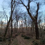 Belgrade: Kosutnjak forest hiking tour - The Guides and Their Knowledge