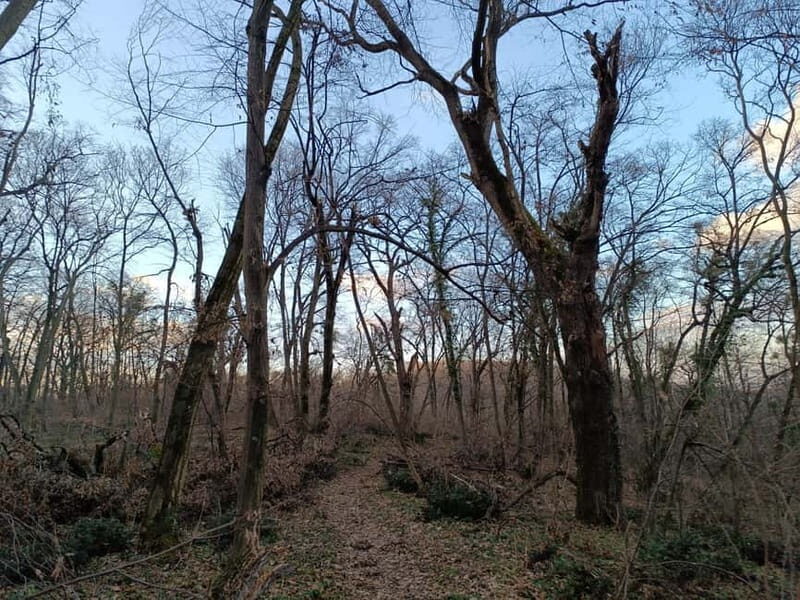 Belgrade: Kosutnjak forest hiking tour - The Guides and Their Knowledge