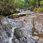 Bellthorpe Rainforest Private Tour - Exploring the Bellthorpe Rainforest Private Tour in Detail