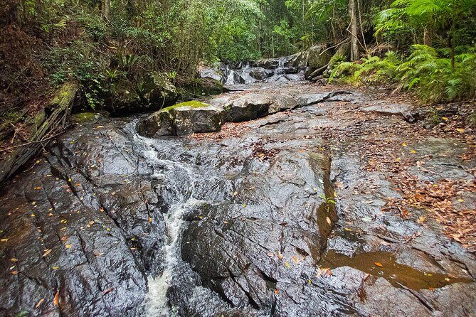 Bellthorpe Rainforest Private Tour - Exploring the Bellthorpe Rainforest Private Tour in Detail