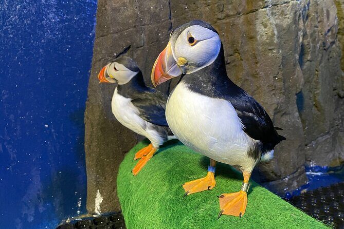 Beluga and Puffin Sanctuary Visitor Centre with Aquarium - Practical Details & Tips
