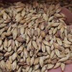 Benevento: visit and tasting at a brewery in Apollosa - The Value of This Experience