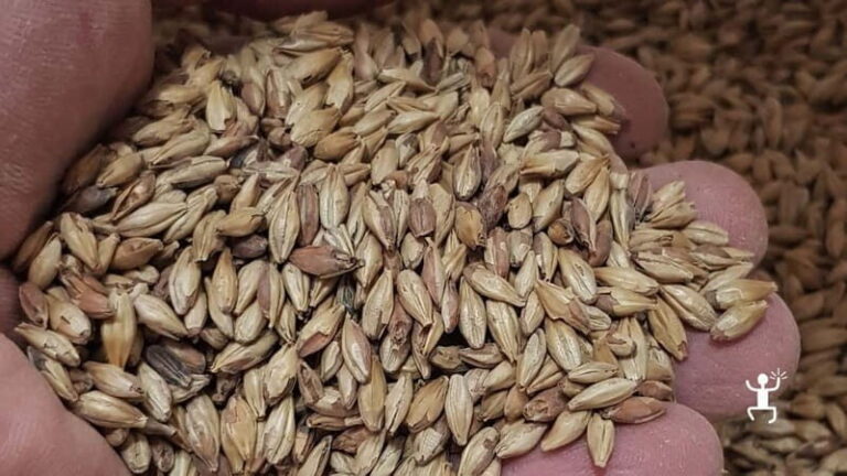 Benevento: visit and tasting at a brewery in Apollosa - The Value of This Experience