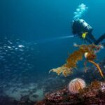 Bergen: Guided Scuba Diving - An Honest Review: Pros and Cons