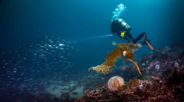 Bergen: Guided Scuba Diving - An Honest Review: Pros and Cons
