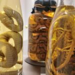 Berlin: Disgusting Food Museum Entry Ticket and Tasting - Who Should Visit?