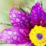 Berlin: Macro photography course - Nature in detail - The Tour Itinerary: From Start to Finish