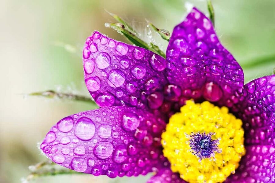 Berlin: Macro photography course - Nature in detail - The Tour Itinerary: From Start to Finish