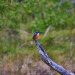 Bermagui River Kayak Tour - The Sum Up