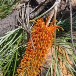Berry Springs + Crocodile Cruise - Who Should Consider This Tour?