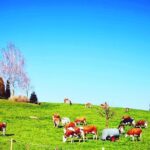 Best of Bernese Oberland Tour from Zurich - Why This Tour Offers Genuine Value