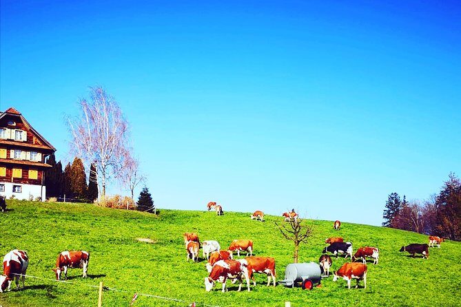 Best of Bernese Oberland Tour from Zurich - Why This Tour Offers Genuine Value