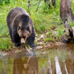 Best of Kananaskis PRIVATE SAFARI Tour + Custom Nature Walk - Who Will Appreciate This Tour Most?