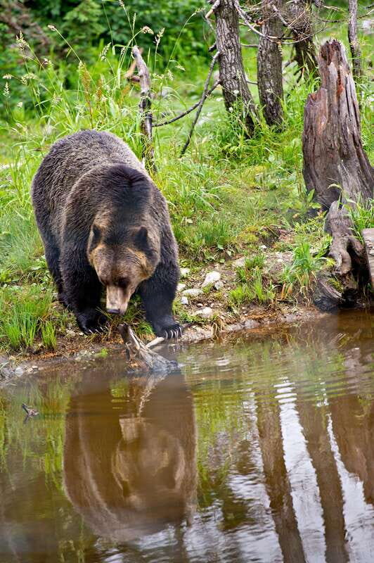 Best of Kananaskis PRIVATE SAFARI Tour + Custom Nature Walk - Who Will Appreciate This Tour Most?