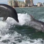 Best of Marco Dolphin Tour - A Thorough Look at the Experience