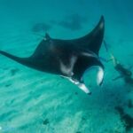 Best of Ningaloo Mantas and More - The Sum Up: Who Should Consider This Tour?