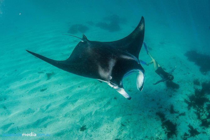 Best of Ningaloo Mantas and More - The Sum Up: Who Should Consider This Tour?