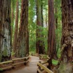 Best of SF: Wine Country, Redwoods, and Hop-on Hop-off Tour - A Detailed Look at the Tour Experience