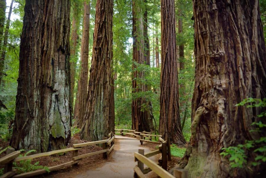 Best of SF: Wine Country, Redwoods, and Hop-on Hop-off Tour - A Detailed Look at the Tour Experience