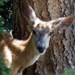 Best Of Yellowstone Full Day Nat'l Park Tour From Gardiner - FAQs