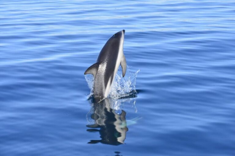 Best Tour to Peninsula Valdes - What Makes This Tour Stand Out?