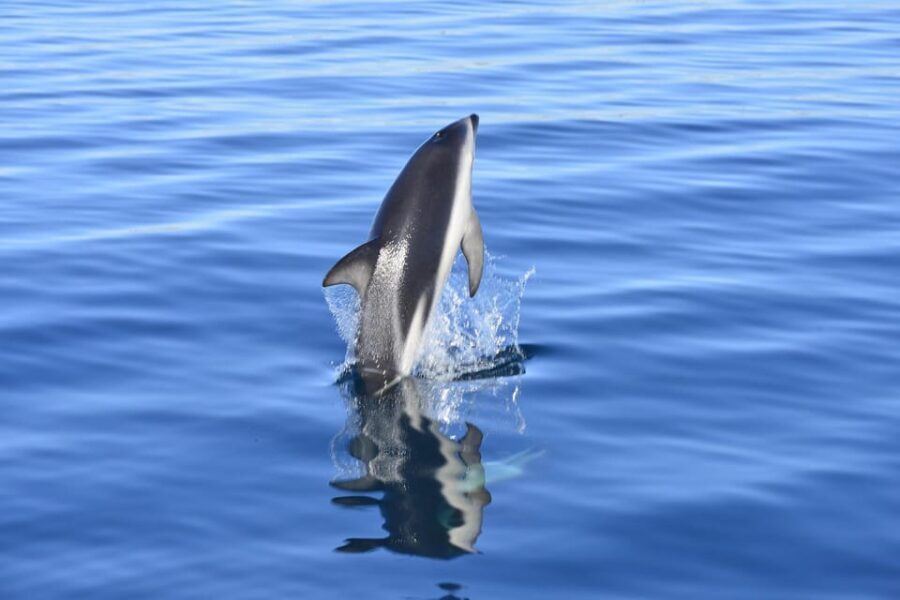 Best Tour to Peninsula Valdes - What Makes This Tour Stand Out?