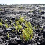 Big Island Hawaii Volcano Day tour from Honolulu and Hotel PU - Authentic Insights and Real Experiences from Travelers