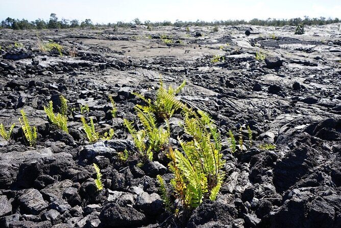 Big Island Hawaii Volcano Day tour from Honolulu and Hotel PU - Authentic Insights and Real Experiences from Travelers