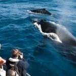 Big Island, Hawaii Whale Watching Tour - The Itinerary: What to Expect