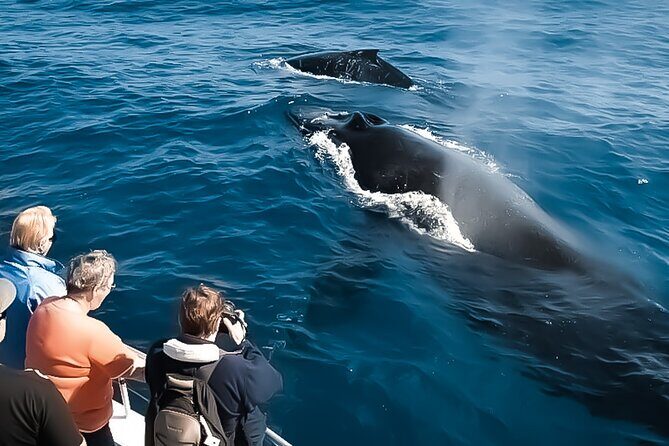Big Island, Hawaii Whale Watching Tour - The Itinerary: What to Expect