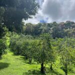 Big Island: Hilo to Kona Day Tour with Tastings - Authentic Experiences and Practical Tips