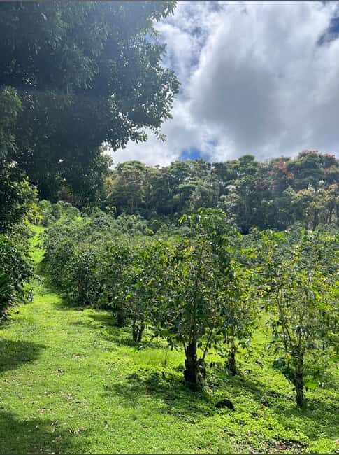 Big Island: Hilo to Kona Day Tour with Tastings - Authentic Experiences and Practical Tips