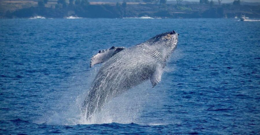 Big Island: Kona Super Raft Whale Watch - A Detailed Look at the Kona Super Raft Whale Watch Experience