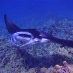 Big Island Manta Ray Night Snorkel - Who Should Book This Tour?