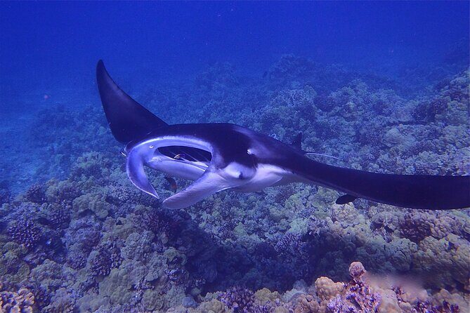 Big Island Manta Ray Night Snorkel - Who Should Book This Tour?