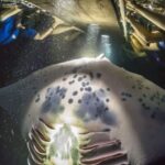 Big Island: Night Swim with Manta Ray with Hot Chocolate - The Experience: What You Can Expect