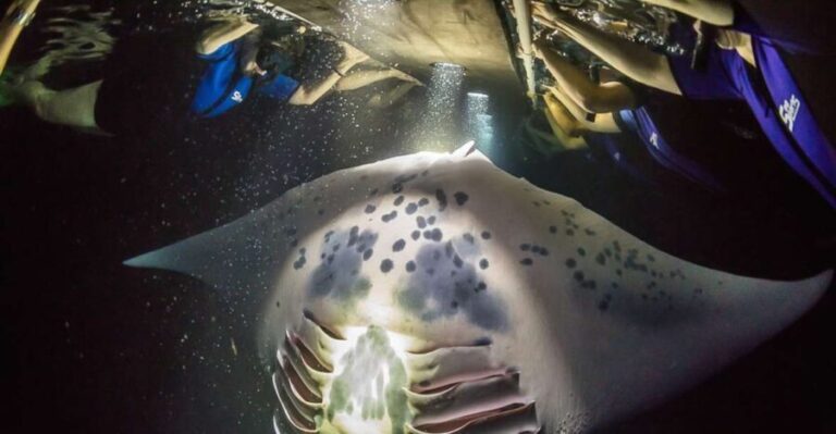 Big Island: Night Swim with Manta Ray with Hot Chocolate - The Experience: What You Can Expect