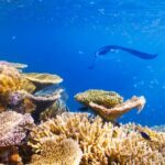 Big Island: Snorkel with Manta Rays - Manta Guarantee - An In-Depth Look at the Manta Ray Snorkel Tour