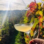 Bike & Wine tour in Dealu Mare wineland - Why This Tour is a Winner